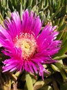 Close-up of a bright pink or purple flower with a yellow center. Blooming succulent plant called Carpobrotus chilensis or sea fig Royalty Free Stock Photo