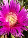 Close-up of a bright pink or purple flower with a yellow center. Blooming succulent plant called Carpobrotus chilensis or sea fig Royalty Free Stock Photo
