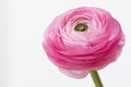 Close up of a bright pink ranunculus with lots of beautiful details