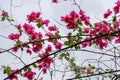 Close up of bright pink red flower, Frangipani. Plumeria or Temple tree. Flowers with five petals blooming on tree in tropical. Royalty Free Stock Photo