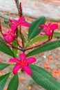 Close up of bright pink red flower, Frangipani. Plumeria or Temple tree. Flowers with five petals blooming on tree in tropical. Royalty Free Stock Photo