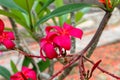 Close up of bright pink red flower, Frangipani. Plumeria or Temple tree. Flowers with five petals blooming on tree in tropical. Royalty Free Stock Photo