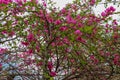 Close up of bright pink red flower, Frangipani. Plumeria or Temple tree. Flowers with five petals blooming on tree in tropical. Royalty Free Stock Photo