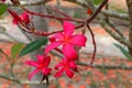 Close up of bright pink red flower, Frangipani. Plumeria or Temple tree. Flowers with five petals blooming on tree in tropical. Royalty Free Stock Photo