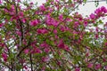 Close up of bright pink red flower, Frangipani. Plumeria or Temple tree. Flowers with five petals blooming on tree in tropical. Royalty Free Stock Photo