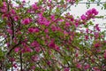 Close up of bright pink red flower, Frangipani. Plumeria or Temple tree. Flowers with five petals blooming on tree in tropical. Royalty Free Stock Photo