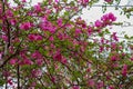 Close up of bright pink red flower, Frangipani. Plumeria or Temple tree. Flowers with five petals blooming on tree in tropical. Royalty Free Stock Photo