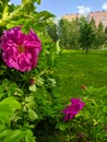 Close-up of bright pink rose hips against a background of green grass and buildings. Vertical. Noyabrsk, Russia