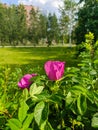 Close-up of bright pink rose hips against a background of green grass and buildings. Vertical. Noyabrsk, Russia