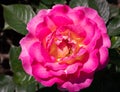 Close-up of bright pink and yellow Julie Andrews hybrid tea rose in selective focus outdoors in garden Royalty Free Stock Photo