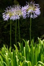 Close-up of bright purple African Lilly flowers with a few green stems against lush greenery