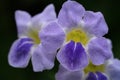 A close up of bright purple flowers isolated on black background Selective focus Royalty Free Stock Photo