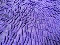 Close-up of Bright Purple Microfiber Carpet Texture Royalty Free Stock Photo