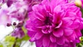 Close-up of a bright purple,violet,lilac dahlia bloom ,formal decorative type, against a background of other dahlias and foliage, Royalty Free Stock Photo