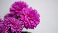 Close-up of a bright purple,violet,lilac dahlia bloom ,formal decorative type, against a background of other dahlias and foliage, Royalty Free Stock Photo