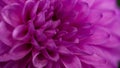 Close-up of a bright purple,violet,lilac dahlia bloom ,formal decorative type, against a background of other dahlias and foliage, Royalty Free Stock Photo