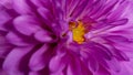 Close-up of a bright purple,violet,lilac dahlia bloom ,formal decorative type, against a background of other dahlias and foliage, Royalty Free Stock Photo