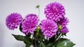 Close-up of a bright purple,violet,lilac dahlia bloom ,formal decorative type, against a background of other dahlias and foliage, Royalty Free Stock Photo