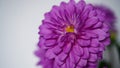 Close-up of a bright purple,violet,lilac dahlia bloom ,formal decorative type, against a background of other dahlias and foliage, Royalty Free Stock Photo