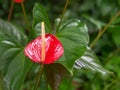 Close up of a bright red anthurium tropical flower in a garden on maui Royalty Free Stock Photo