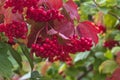 Close-up of bright red clusters of ripe viburnum on a branch in autumn sunlight.