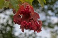 Close-up of bright red clusters of ripe viburnum on a branch in autumn sunlight.