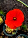 Close up of bright Red Corn Poppy, Papaver rhoeas with blurred background