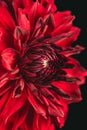 Close up of center of bright red petal dahlia Royalty Free Stock Photo
