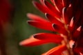 A close up of the bright red flower of the Aloe Arborescens