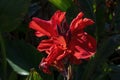 Close up of bright red flower of a canna lily, against a dark background Royalty Free Stock Photo