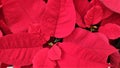 Close up of the bright red flower of poinsettia, otherwise called the Christmas star. christmas background Royalty Free Stock Photo