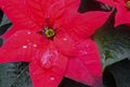 Close up of the bright red flower of poinsettia, otherwise called the Christmas star, with a drop of water and dark green leaves Royalty Free Stock Photo