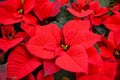 Close up of the bright red flower of poinsettia, otherwise called the Christmas star. Red festive background Royalty Free Stock Photo