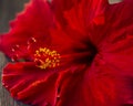 Close-up of bright red hibiscus flower with yellow stamen. Royalty Free Stock Photo