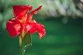 Close-up of a Bright red Indian Shot flower Canna Indica in a South American garden. Royalty Free Stock Photo