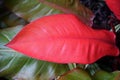 Close up of the bright red leaf of Philodendron Prince of Orange plant