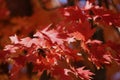Close up of bright red leaves on a Sunset Maple in the fall in Trevor, Wisconsin