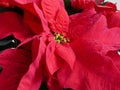 Close up of bright red poinsettia plant Royalty Free Stock Photo