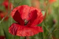 Close-up of a bright red poppy flower glowing in the sun in a meadow Royalty Free Stock Photo
