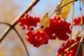 A close up of bright red ripe berries of guelder rose (Viburnum opulus), lit up by the bright sun, natural blurred