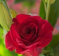 Close-up of a bright red rose with dew drops, macro image