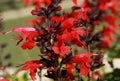 Bright red \'Salvia coccinea\' forest fire sage flowers