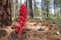 Close up of a bright red Snow Plant growing in a ponderosa pine forest.