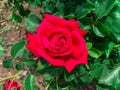 Close up bright red Tea rose blooming in garden. Royalty Free Stock Photo