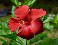 Striking red hibiscus flower with green leaves Royalty Free Stock Photo