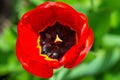 Close-up bright red tulip flower on a green background, pistil and stamens Royalty Free Stock Photo