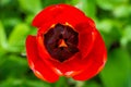 Close-up bright red tulip flower on a green background, pistil and stamens Royalty Free Stock Photo