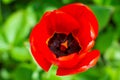 Close-up bright red tulip flower on a green background, pistil and stamens Royalty Free Stock Photo