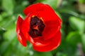 Close-up bright red tulip flower on a green background, pistil and stamens Royalty Free Stock Photo