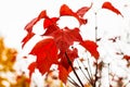 Close-up of bright red viburnum leaves Royalty Free Stock Photo